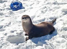 an animal that is laying in the snow