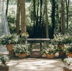 several potted plants in front of a picnic table surrounded by trees and mesh curtains