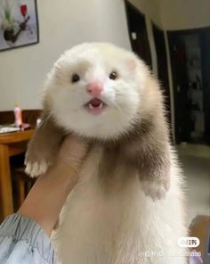 a ferret is being held up to the camera