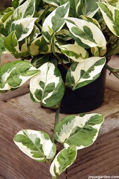 a potted plant with green and white leaves sitting on top of a wooden box