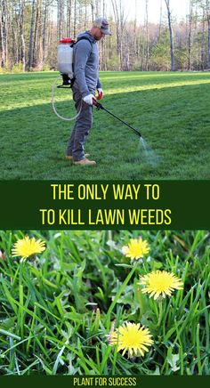 man spraying lawn weeds including dandelions Get Rid Of Weeds In Lawn, How To Kill Weeds In Grass, How To Get Rid Of Dandelions In Yard, How To Get Rid Of Weeds In Lawn, Killing Weeds In Lawn, Kill Weeds Not Grass, Get Rid Of Dandelions, Grass Landscaping