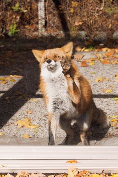 a red fox standing on its hind legs in front of a window looking at the camera