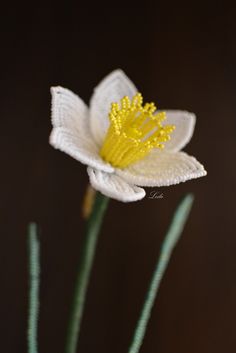 two white and yellow flowers with green stems