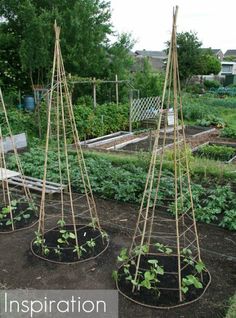 several small garden structures with plants growing in them