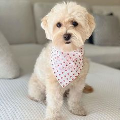 Maltese Dog, maltese dog breed, maltese dog temperament, maltese dog names, maltese dog food, maltese dog rescue, teacup maltese dog, brown maltese dog, mini maltese dog, best maltese dog food, maltese cross dog, maltese teacup dog #rescuesdog #beagledog #bulldog #boxerdog #shihtzudog #rottweilerdog #pomeraniandog #maltesedog #greatdanedog #jackrusselldog #cockerspanieldog Maltese, Dogs, Animals