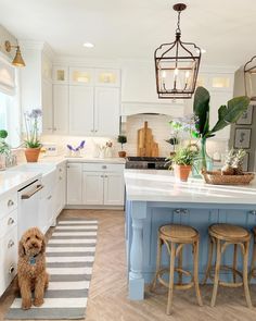 a dog sitting on the kitchen floor in front of an island with two stools