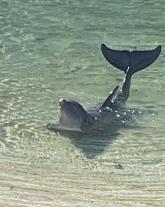 the tail of a whale is sticking out of the water while it's swimming