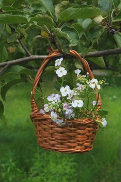 a wicker basket hanging from a tree filled with flowers