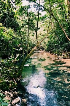 a river running through a forest filled with lots of green plants and trees on either side of it