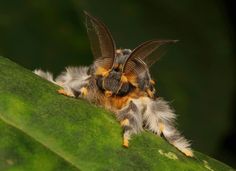 a large insect sitting on top of a green leaf covered in lots of white and brown feathers