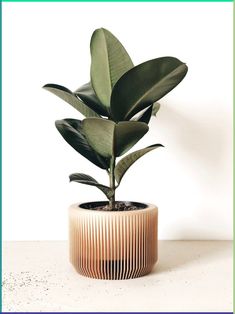 a potted plant sitting on top of a table