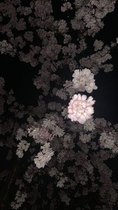 some white and pink flowers are in the dark night sky with no one around them