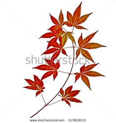 red leaves on a white background