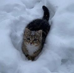 a cat is standing in the snow and looking out from inside a hole that looks like it's coming out of the snow