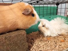 two small white and brown hamsters in a cage with their noses to each other