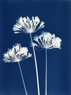 three white flowers in a vase against a blue sky