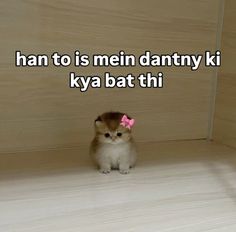 a small kitten with a pink bow on its head sitting in front of a wall