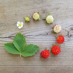 strawberries, flowers and leaves on a wooden surface with one flower in the middle