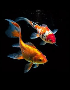 two orange and white fish swimming in the water