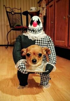 a dog dressed up as a jack skellingy with the caption watch more