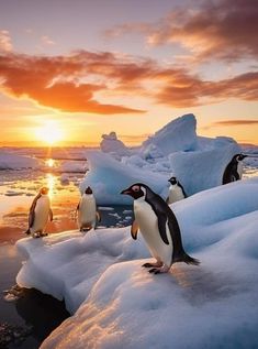 penguins walking on ice in the ocean at sunset