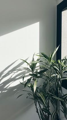 a potted plant sitting next to a window