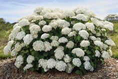 a bush with white flowers in the middle of a field