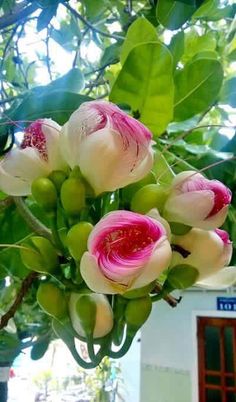 pink and white flowers hanging from a tree in front of a building with green leaves