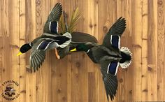 two mallard ducks flying over a wooden floor with their wings spread out to the side