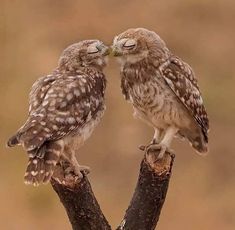 two owls sitting on top of a tree branch with their heads touching each other's noses