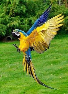 a blue and yellow parrot is flying in the air with it's wings spread