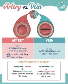 the differences between artery and vein in an animal's heart, which are both different