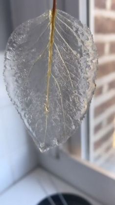 a dried leaf hanging from a window sill