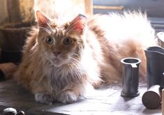 an orange and white cat laying on the floor next to a coffee cup with its eyes open