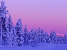 a snow covered road in the middle of a forest with trees on both sides at sunset