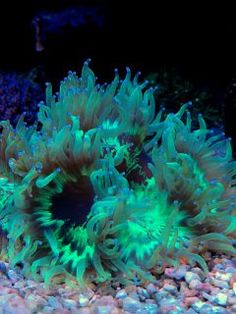 an aquarium filled with lots of green and blue sea life next to some corals