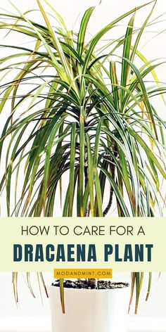 a potted plant with the title how to care for a dracaena plant