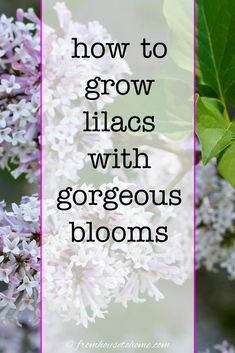 How to Grow Lilacs With Gorgeous Blooms Bloomerang Lilac, Lilacs Flowers, Lilac Varieties, Full Sun Flowers, Lilac Plant, Syringa Vulgaris, Lilac Bushes, Planting Pot, Full Sun Plants