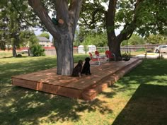 two dogs sitting on a deck under a tree