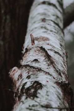 a close up view of a tree trunk