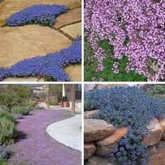 four different types of purple flowers growing in the ground and on top of some rocks