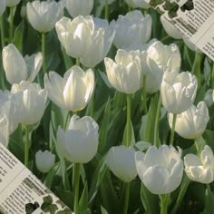 white tulips are blooming in the garden