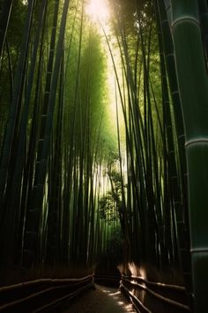 the sun shines through the tall bamboo trees