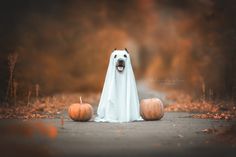 a dog dressed up as a ghost with two pumpkins in front of him on a road