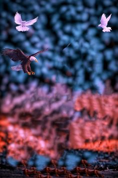 two white birds flying in the air with their wings spread