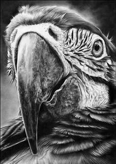 a black and white drawing of a parrot's face