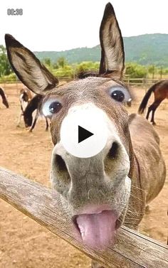 a donkey sticking its tongue out over a fence with other horses in the back ground