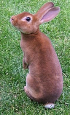 a brown rabbit sitting on top of a lush green field