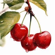 two cherries hanging from a branch with water droplets