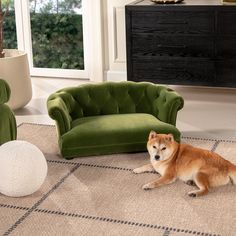 a dog sitting on the floor in front of two green chairs and a white ball